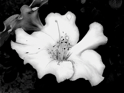 Azalea With Water Drops