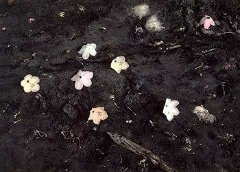 Blooms On Clay_Tinted