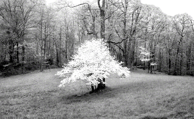 Dogwood-Pisgah Meadow