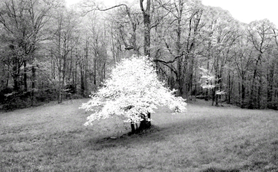 Dogwood-Pisgah Meadow