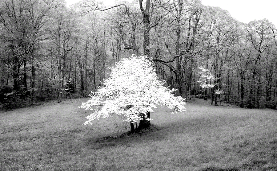 Dogwood-Pisgah Meadow