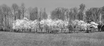 Dogwood Grove