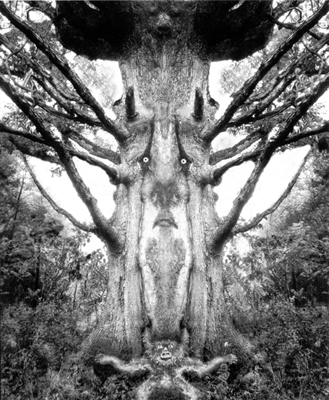 Father Tree 1