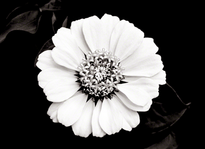 Floral Mandala - Zinnia