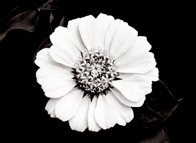 Floral Mandala - Zinnia