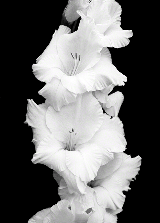 Gladiola