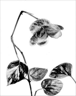 House Plant Silhouette