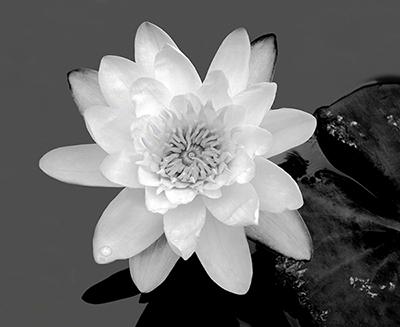 Lily and Water Drops