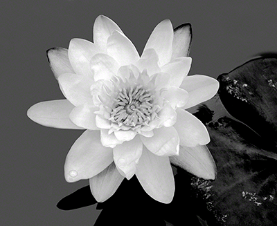 Lily and Water Drops