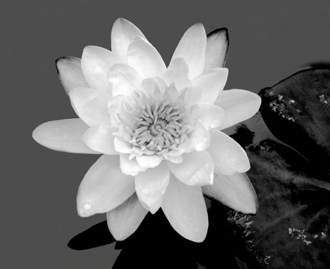 Lily and Water Drops