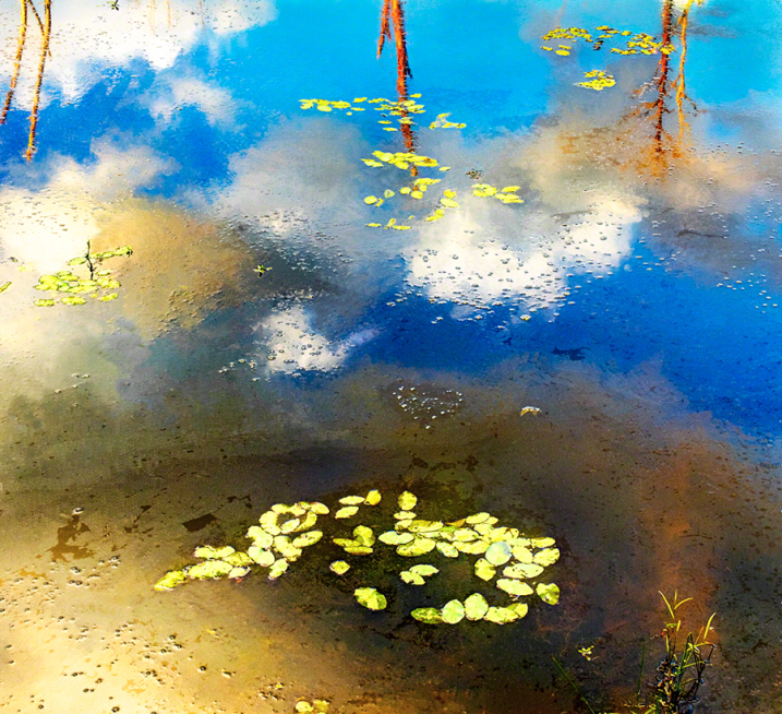 Lily Pads And Reflections