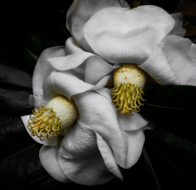 Magnolias