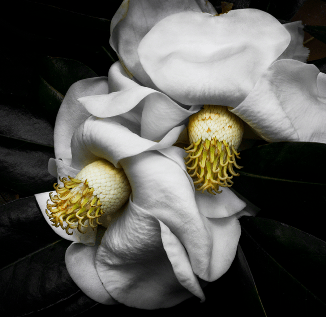 Magnolias