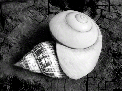 Shell Within A Shell