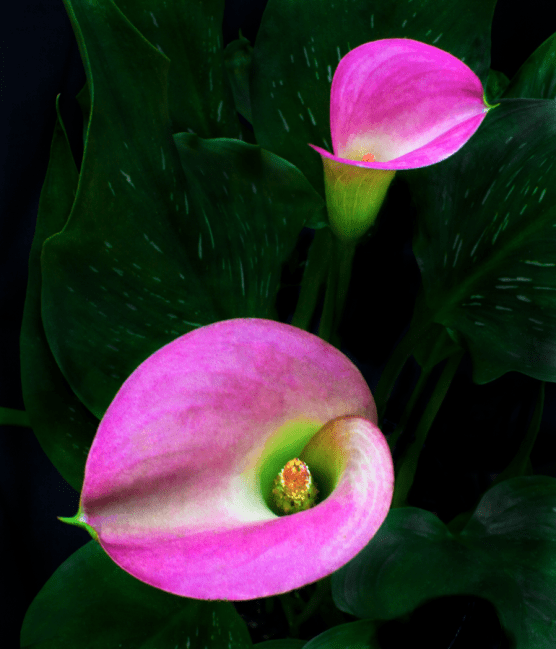 Trascending Calla Lilys