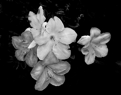 Azalea Blossoms