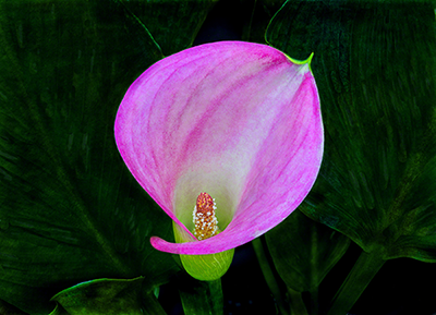 Calla Dressed In Magenta