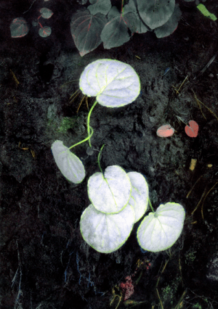 Mountain Fauna-Color