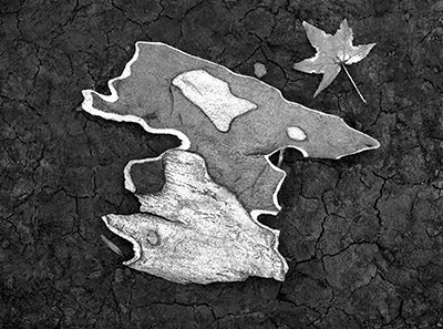 Ying and Yang of Bark